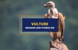 Vulture – Meaning and Symbolism