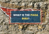 Piasa Bird: A Journey Through Native American Mythology