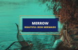 The Merrow – Irish Mermaids or Something More?