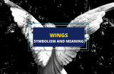 The Deep Meaning and Symbolism of Wings Across Cultures