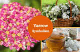 Yarrow Flower – Symbolism and Meaning